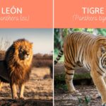 ¿Cuál es la diferencia entre un león y un tigre?