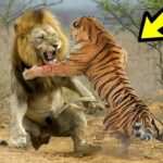 ¿Quién es más agresivo el león o el tigre?